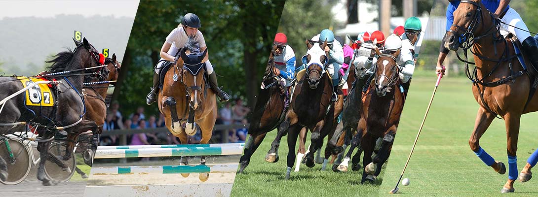 montage of horse activities