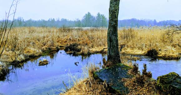 Bog Meadow Brook view