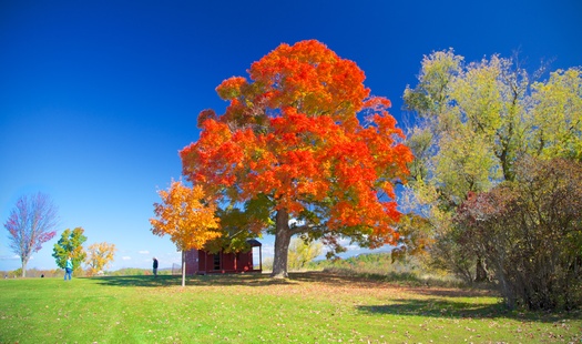 Fall trees