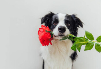 dog holding rose
