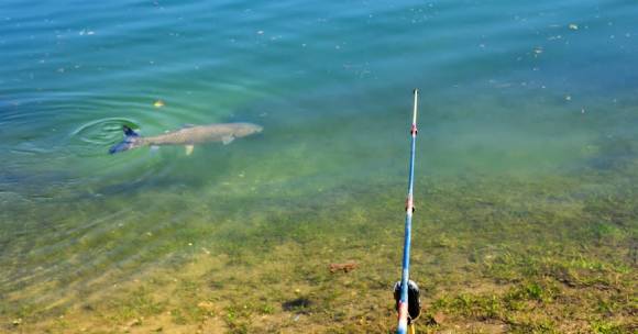 Trout in Kayaderosseras Creek