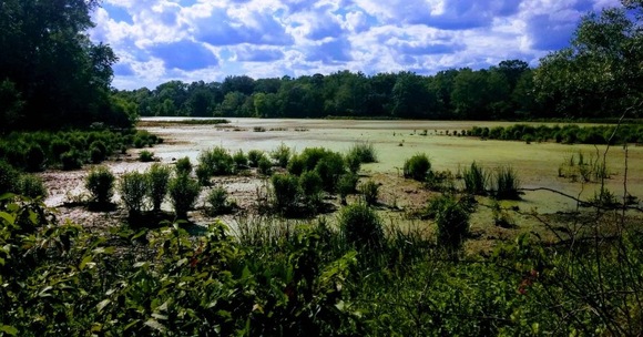 visher ferry pond