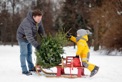 christmas tree cutting